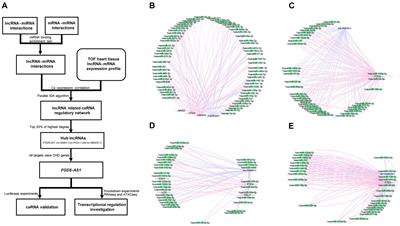 FGD5-AS1 Is a Hub lncRNA ceRNA in Hearts With Tetralogy of Fallot Which Regulates Congenital Heart Disease Genes Transcriptionally and Epigenetically